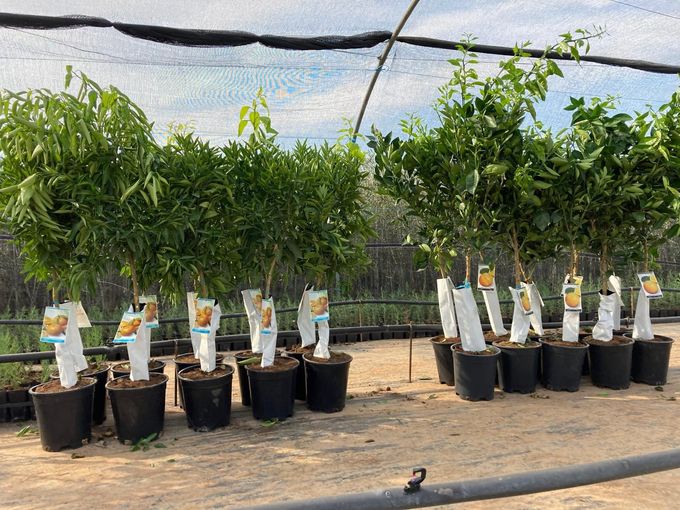 Hileras de plantas en macetas en un vivero sombreado con árboles jóvenes y etiquetas blancas para las plantas.