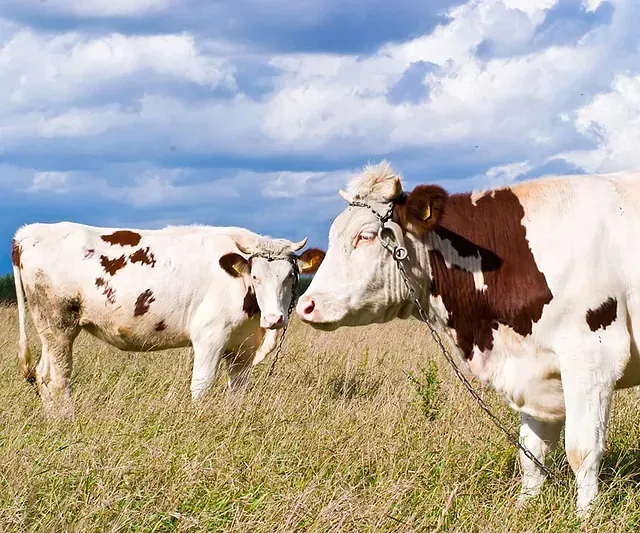 Dos vacas están paradas una al lado de la otra en un campo