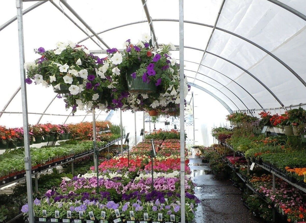 Un invernadero lleno de muchas flores y cestas colgantes.