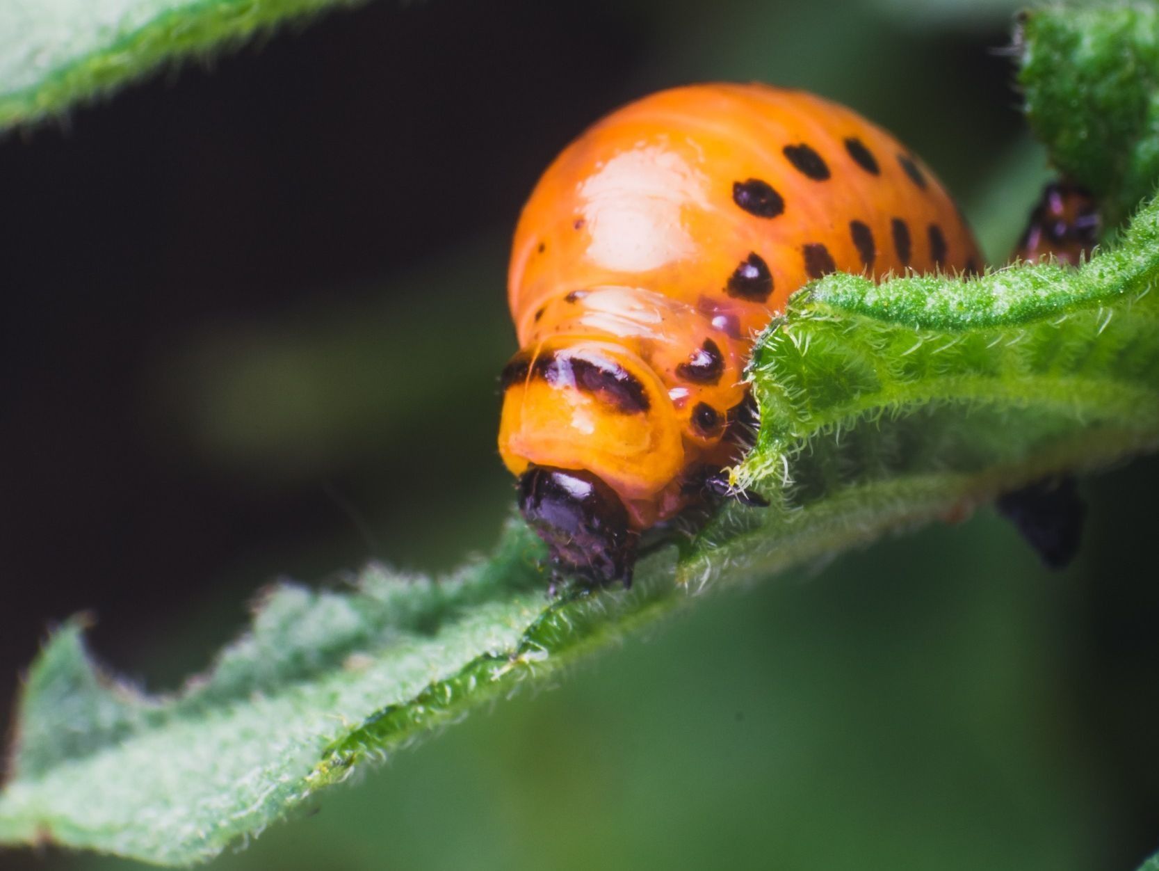 Un primer plano de un insecto en una hoja verde.