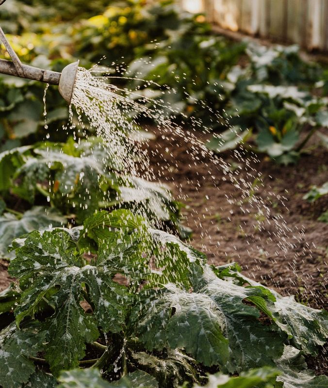 Una persona está regando las plantas de un jardín con una regadera.
