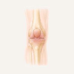 Anatomische Darstellung des Kniegelenks von vorne