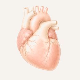 Anatomische Illustration des menschlichen Herzens mit großen Blutgefäßen