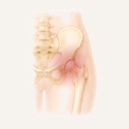 Anatomische Illustration des Beckens und der unteren Wirbelsäule von der Seite