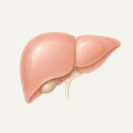 Anatomische Illustration der menschlichen Leber