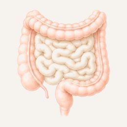 Anatomische Illustration des Dickdarms und Dünndarms
