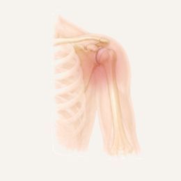 Anatomische Darstellung des Schultergelenks