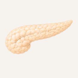Anatomische Darstellung der Bauchspeicheldrüse