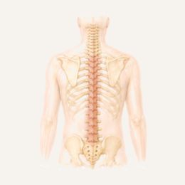 Anatomische Darstellung der Wirbelsäule und des Brustkorbs von hinten