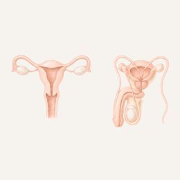 Anatomische Darstellung der weiblichen Gebärmutter und der männlichen Fortpflanzungsorgane