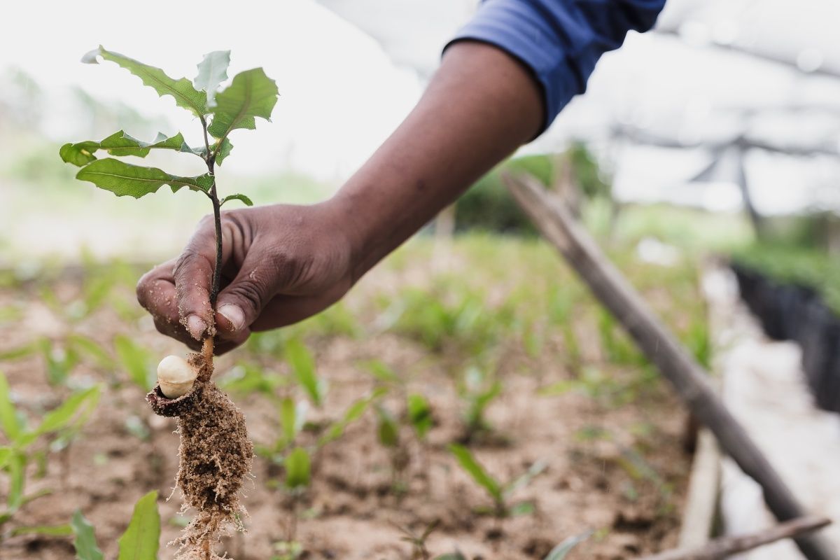Person holding a young plant with visible roots and a macadamia nut.