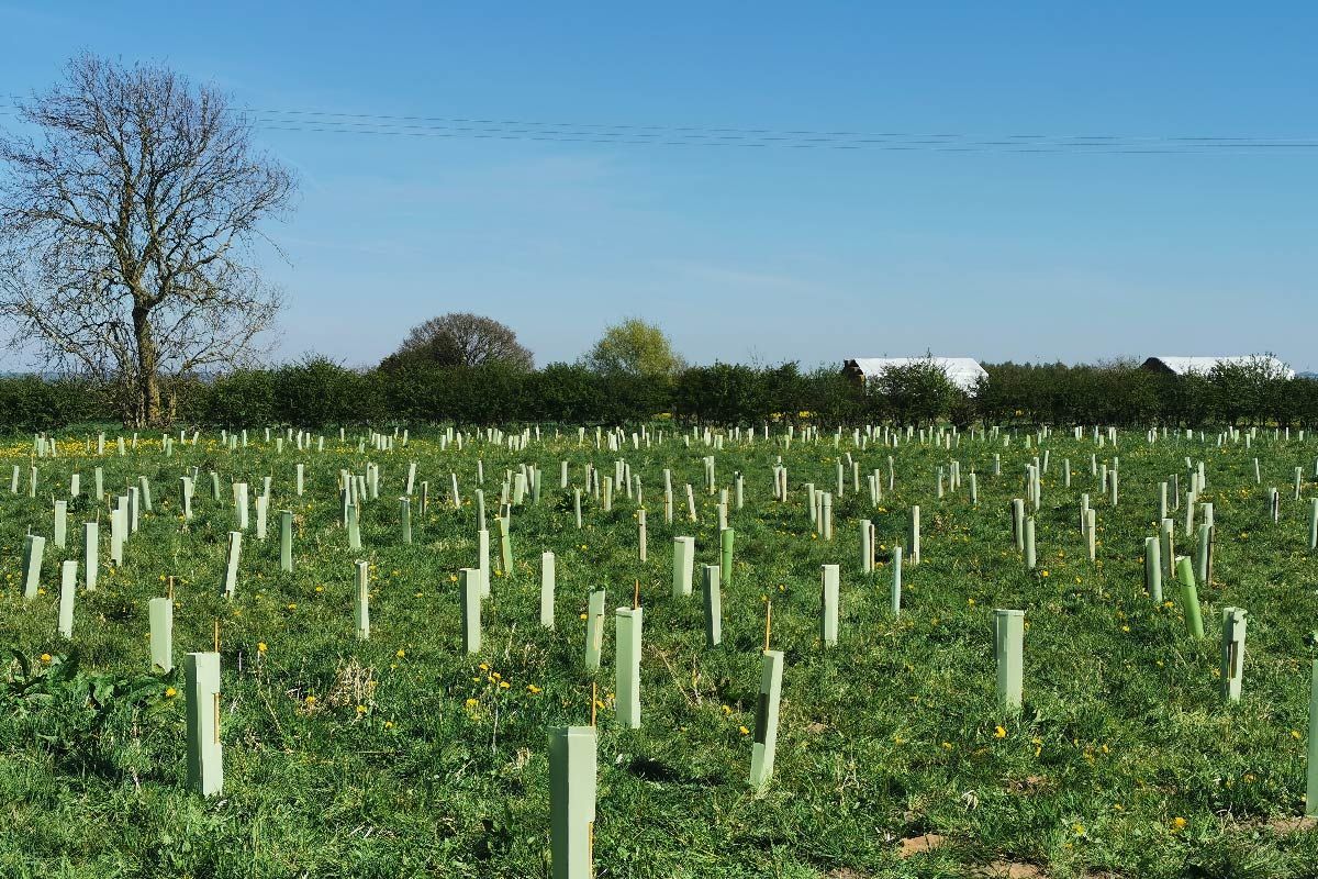 Field of young trees in protective tubes, under a blue sky.