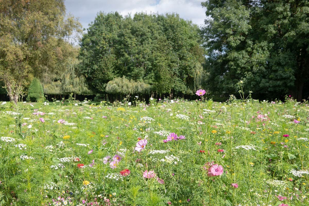 Field of wildflowers with trees in the background; pink, white, and yellow flowers in a sunny meadow.
