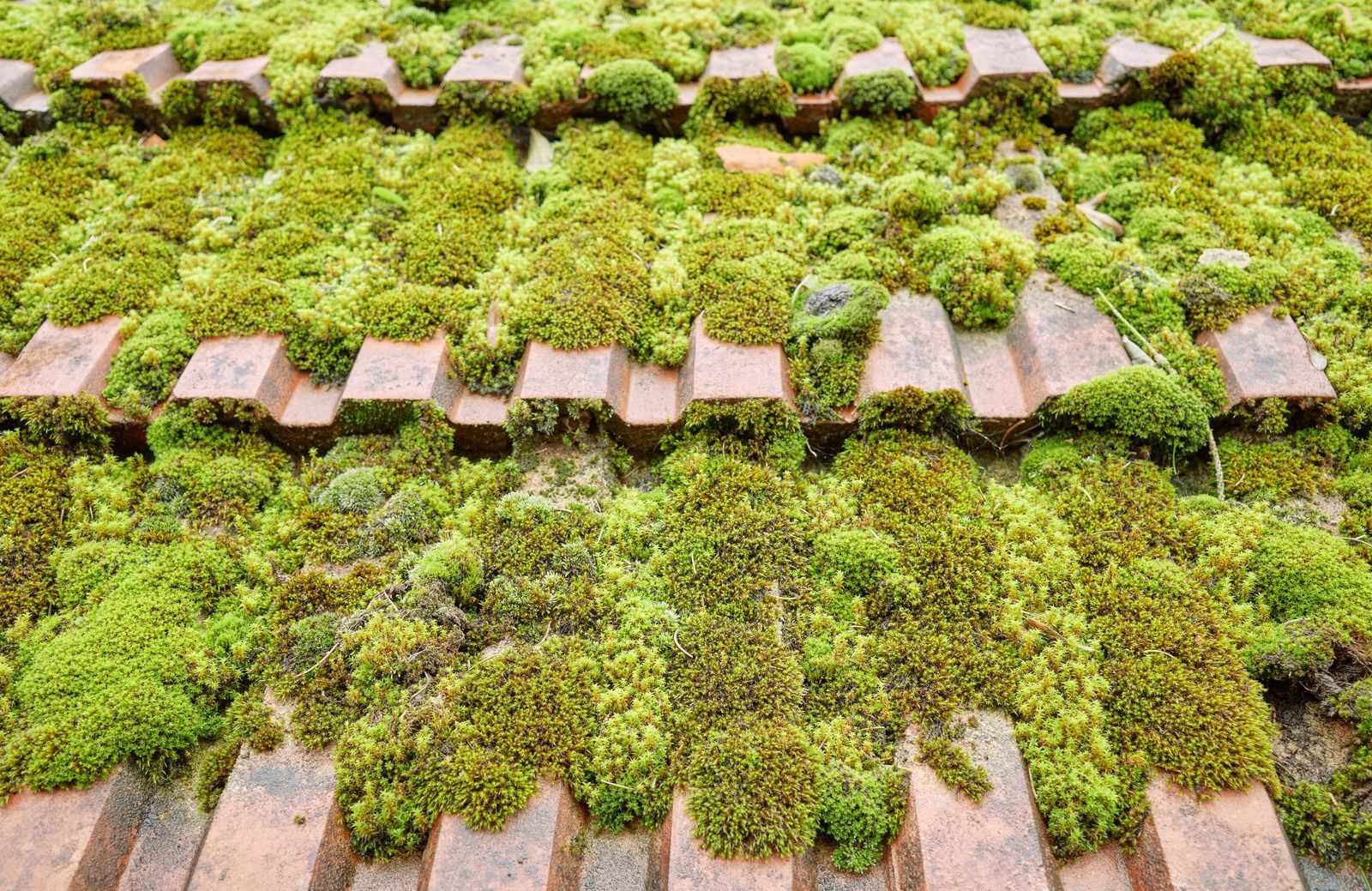 Green moss growing between rows of red roof tiles.
