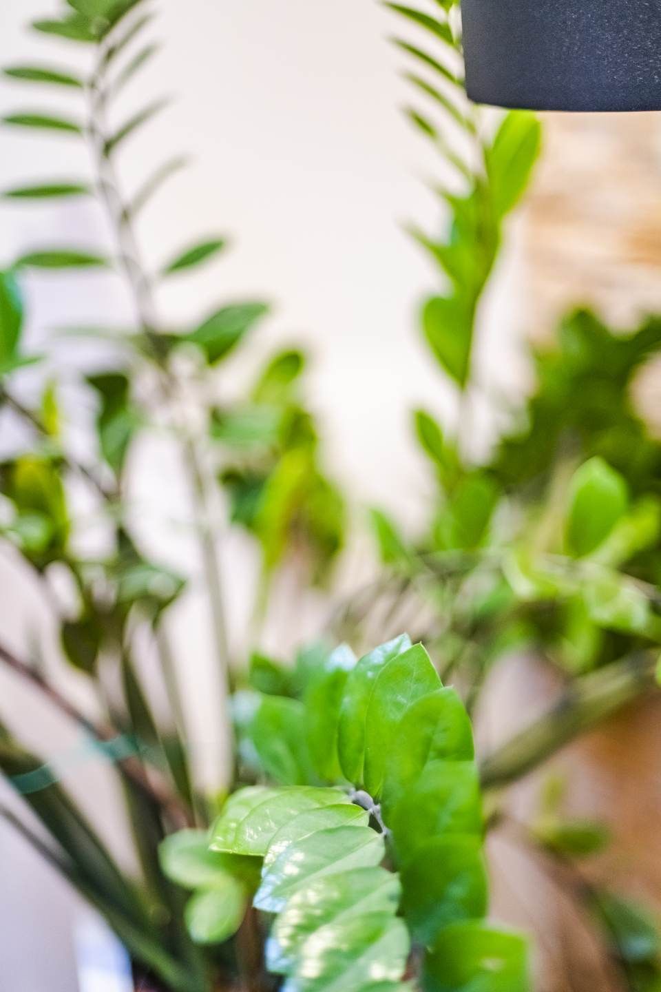 Nahaufnahme einer Zamioculcas mit glänzenden, grünen Blättern. Verschwommener Hintergrund, schwarzer Lampenschirm sichtbar.