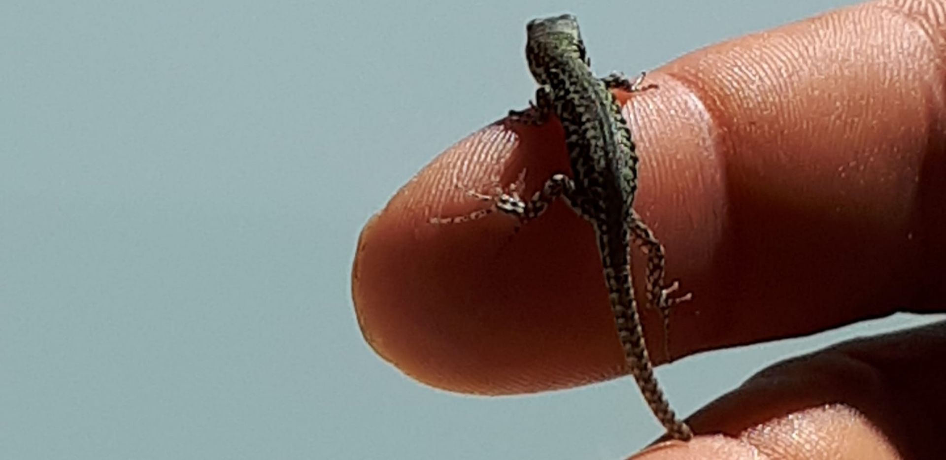 Musikgesellschaft Blumenstein