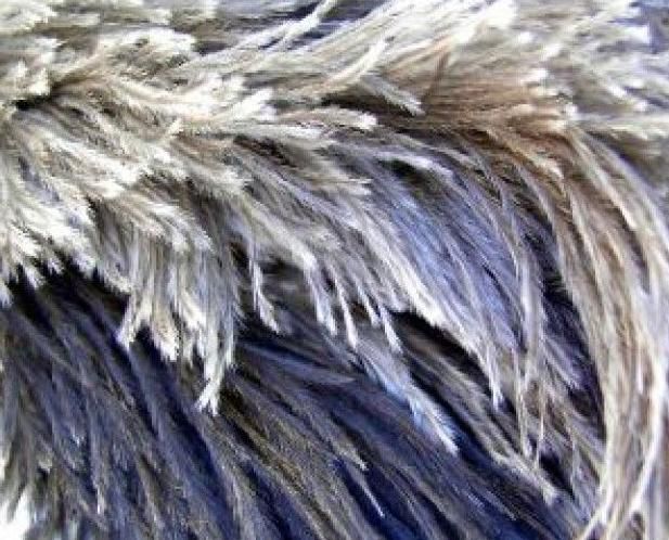 Un primer plano de un montón de plumas sobre una superficie blanca.