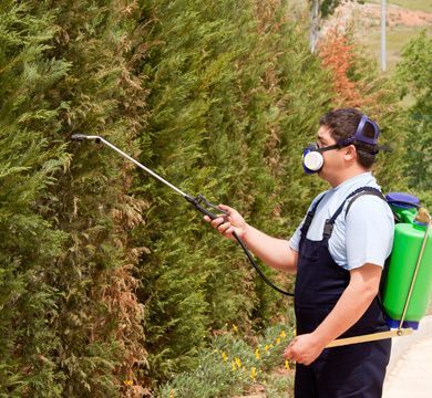 Un hombre está rociando un árbol con un rociador.