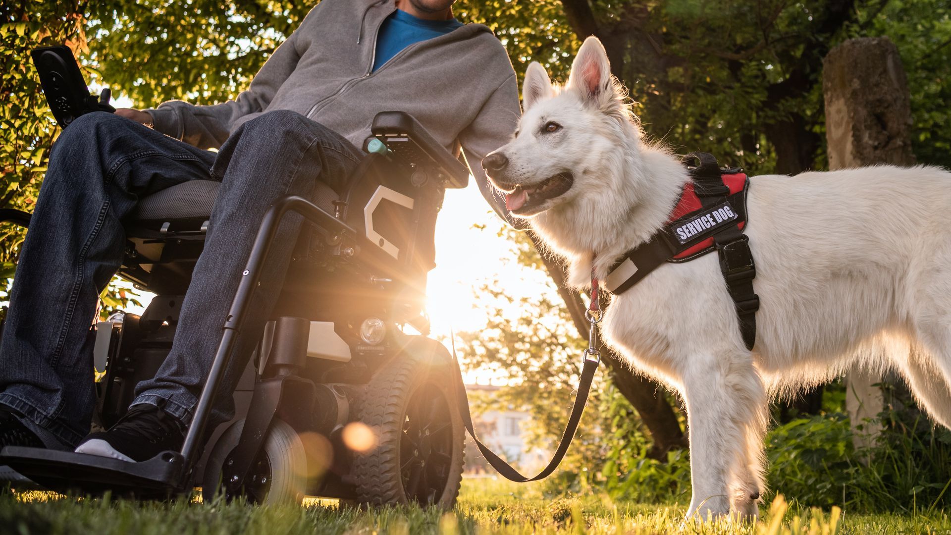 Homme handicapé avec son chien d'assistance en fauteuil roulant électrique.