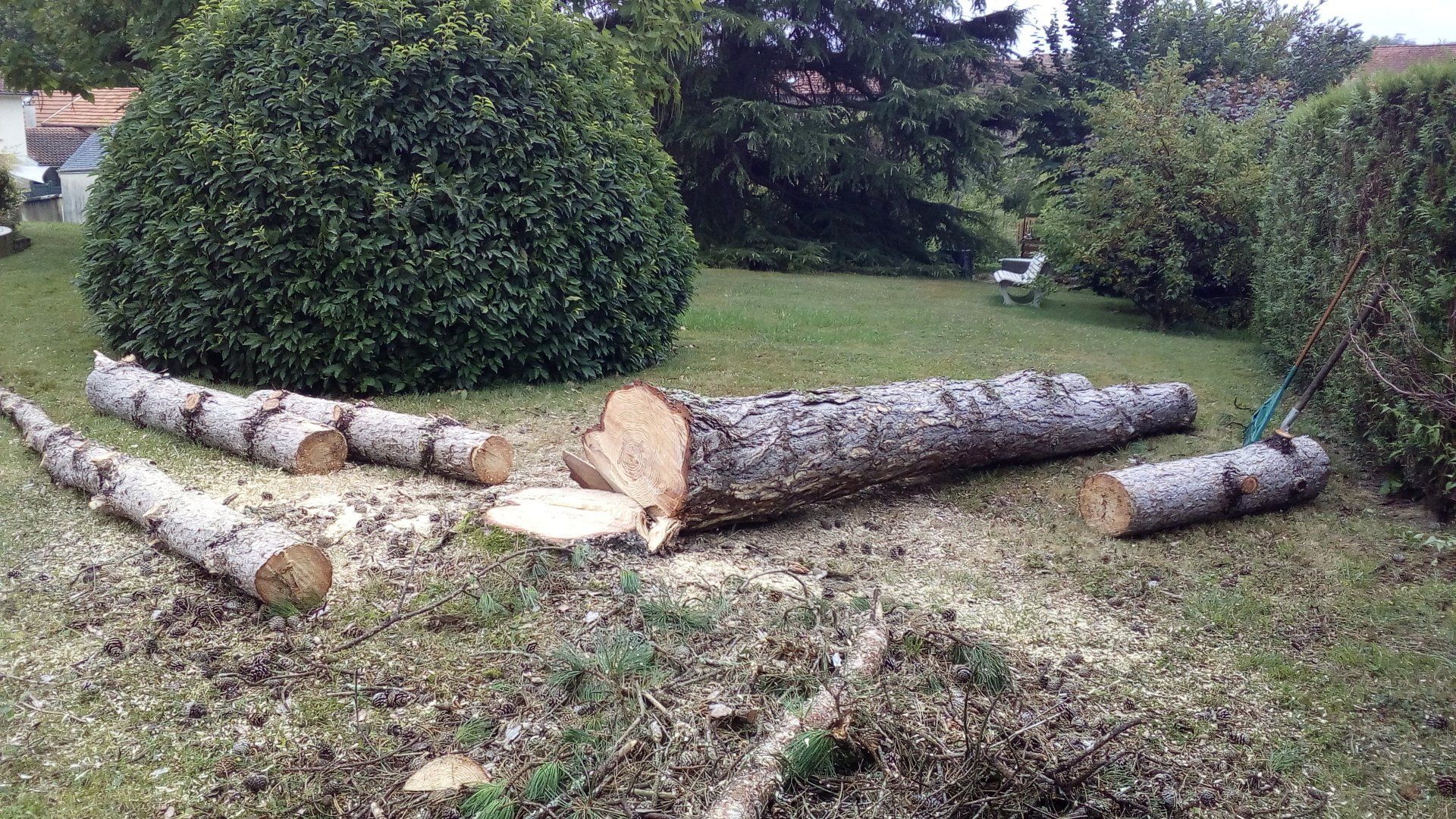 Abattage et démontage d'un arbre