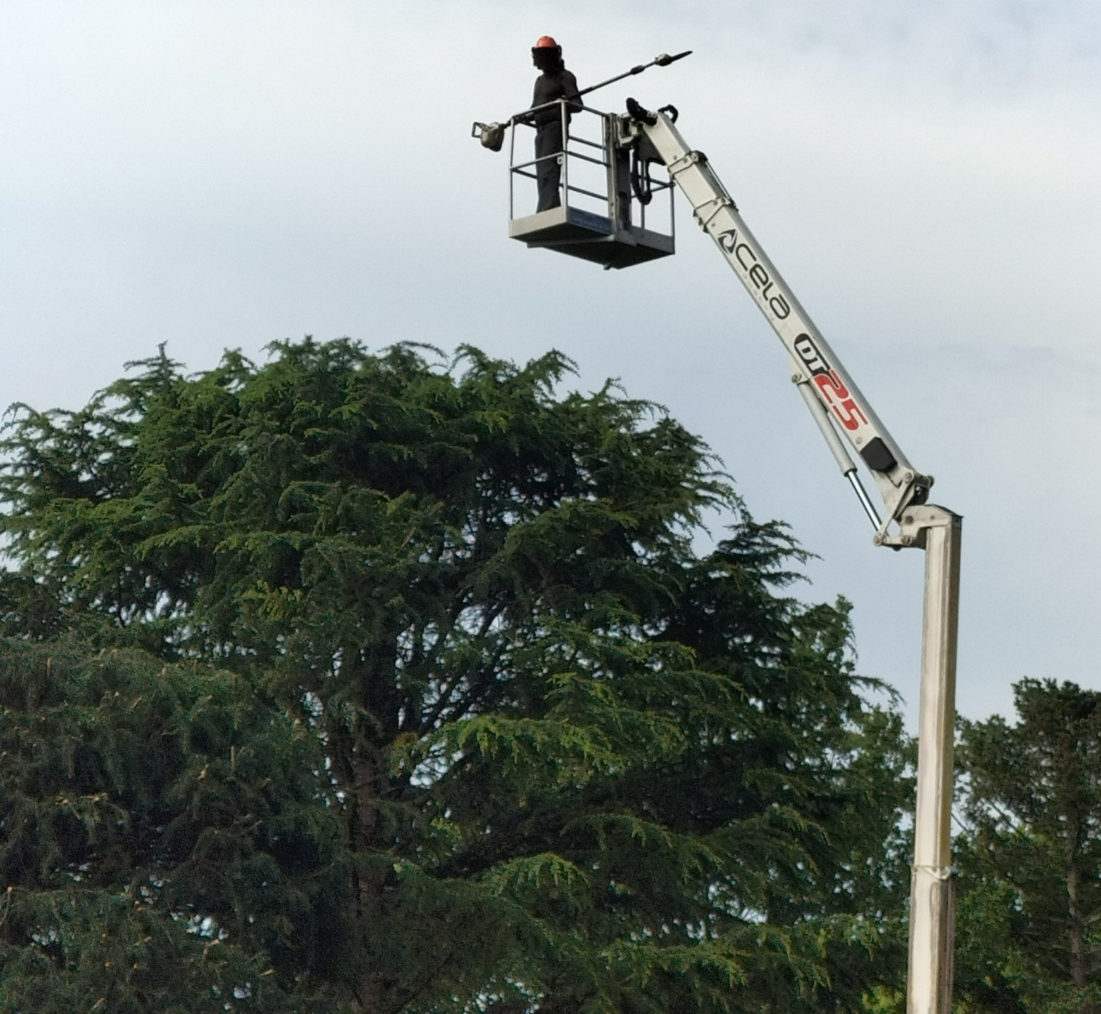 Élagage d'arbre de grande hauteur