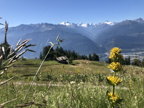 Vue d'un champs avec des montagnes en fond et une fleur en premier plan.