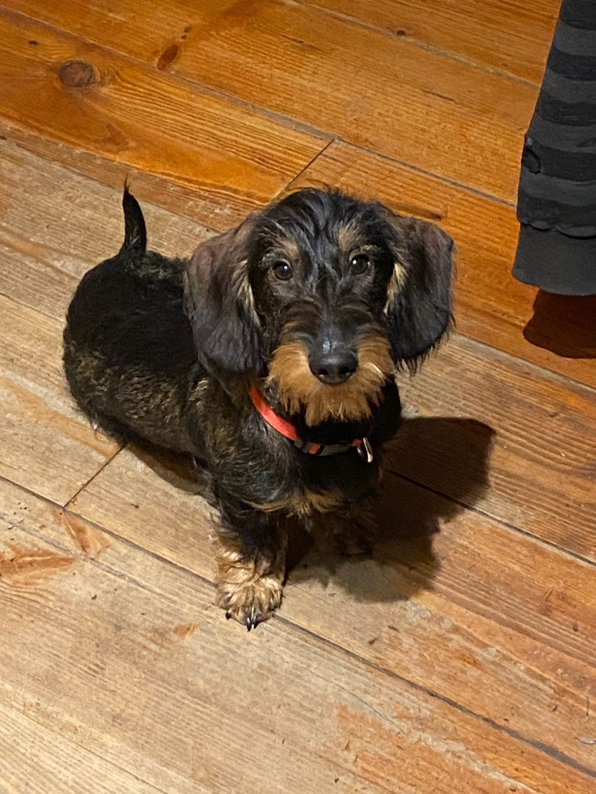 Teckel à poil dur, au pelage noir et marron, portant un collier rouge, assis sur un plancher en bois, regardant vers le haut.