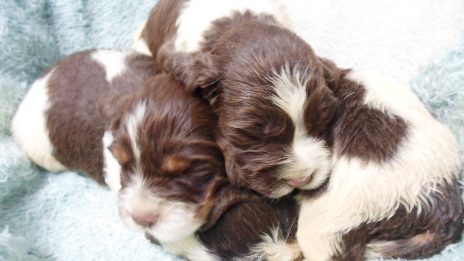 Chiots Springer Spaniel