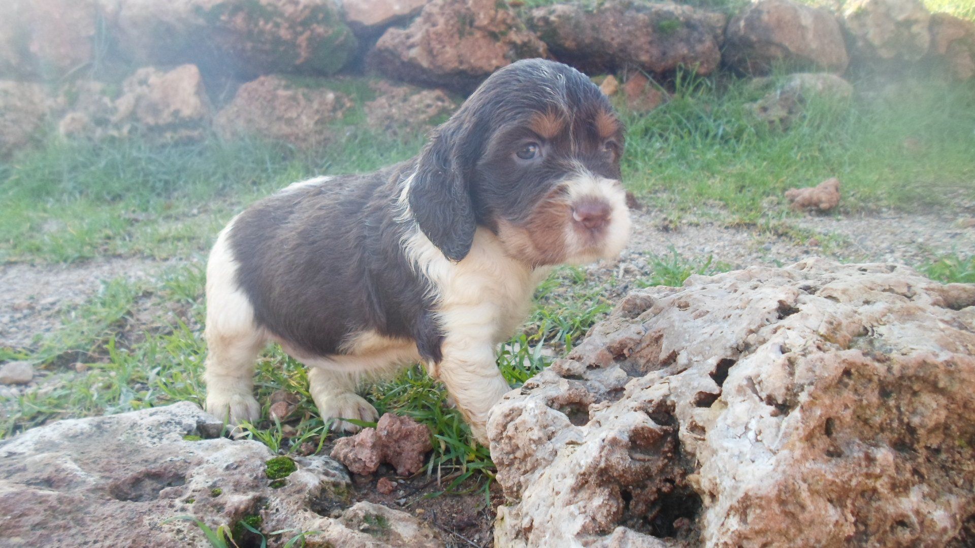 Pearl Des COMBES de La MARTELLE