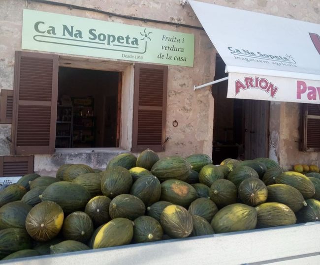 Una persona sostiene una cesta de verduras frescas en un huerto, incluidos tomates y pepinos.