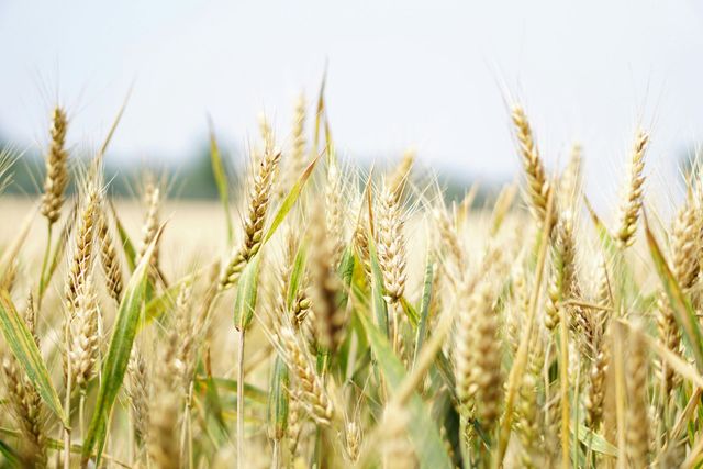 Primer plano de un campo de trigo dorado, con tallos meciéndose a la luz del sol contra un cielo borroso y un campo distante.