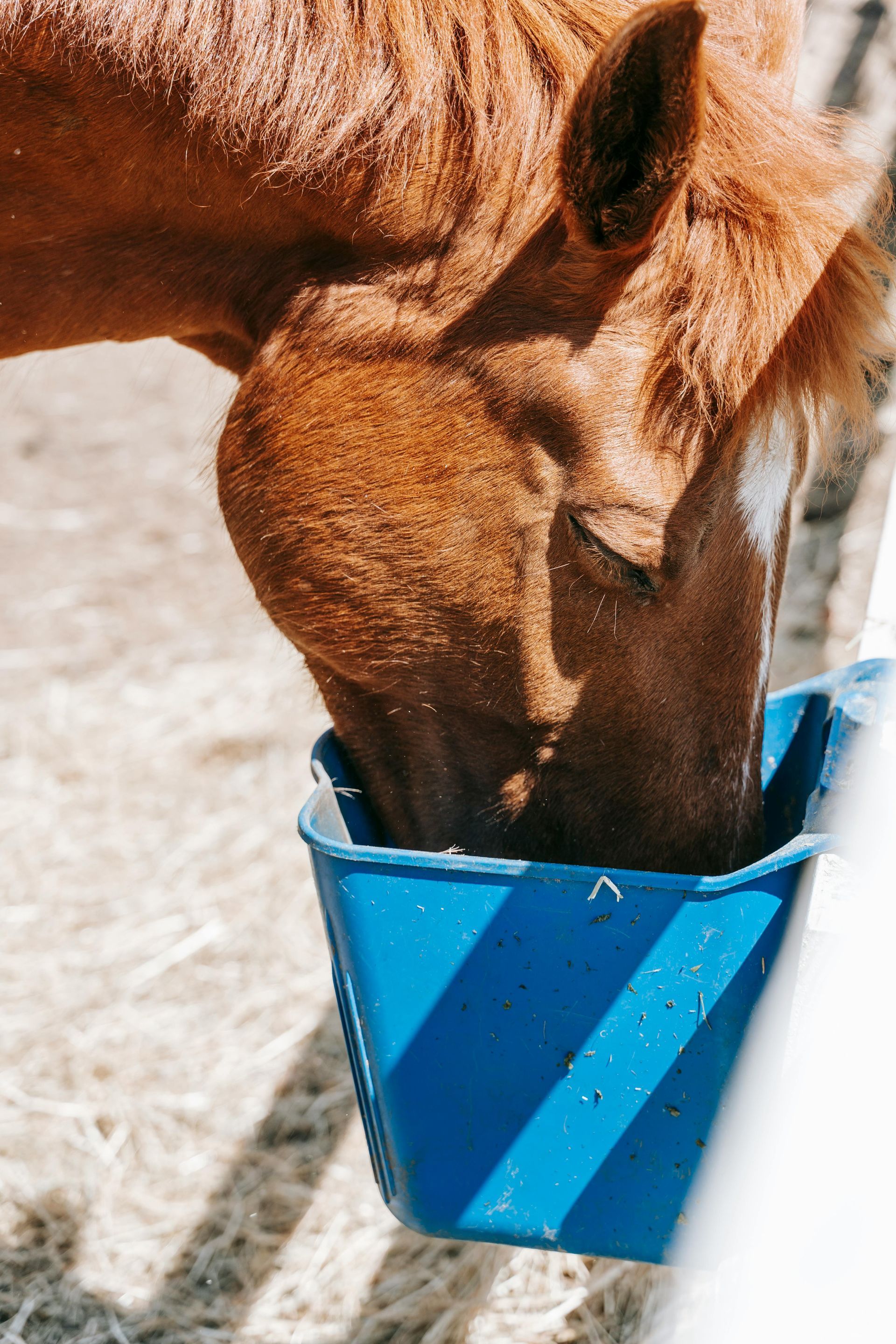 Caballo marrón comiendo de un cubo azul brillante; un primer plano muestra su cabeza y cuello. En un entorno soleado al aire libre.