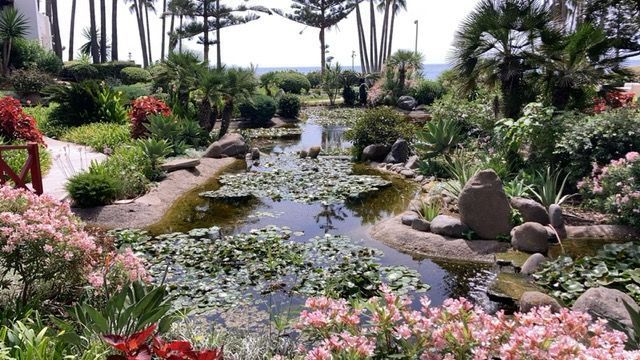 Exuberante jardín con estanque, nenúfares y flores de colores cerca de una playa con palmeras.