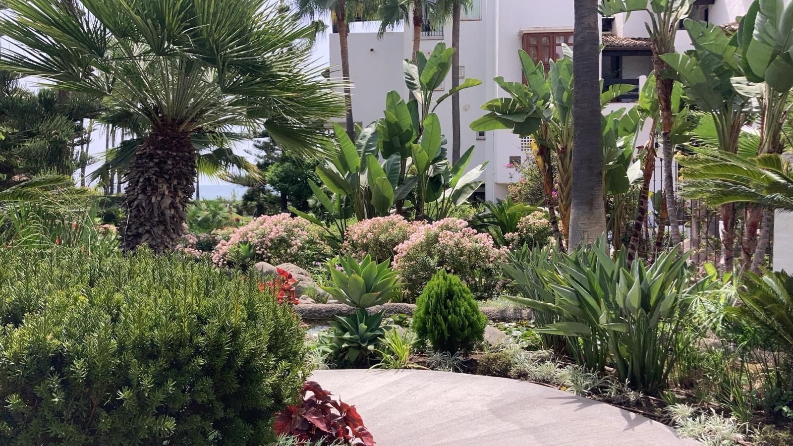 Camino a través de un exuberante jardín tropical con palmeras, flores y edificios blancos al fondo.