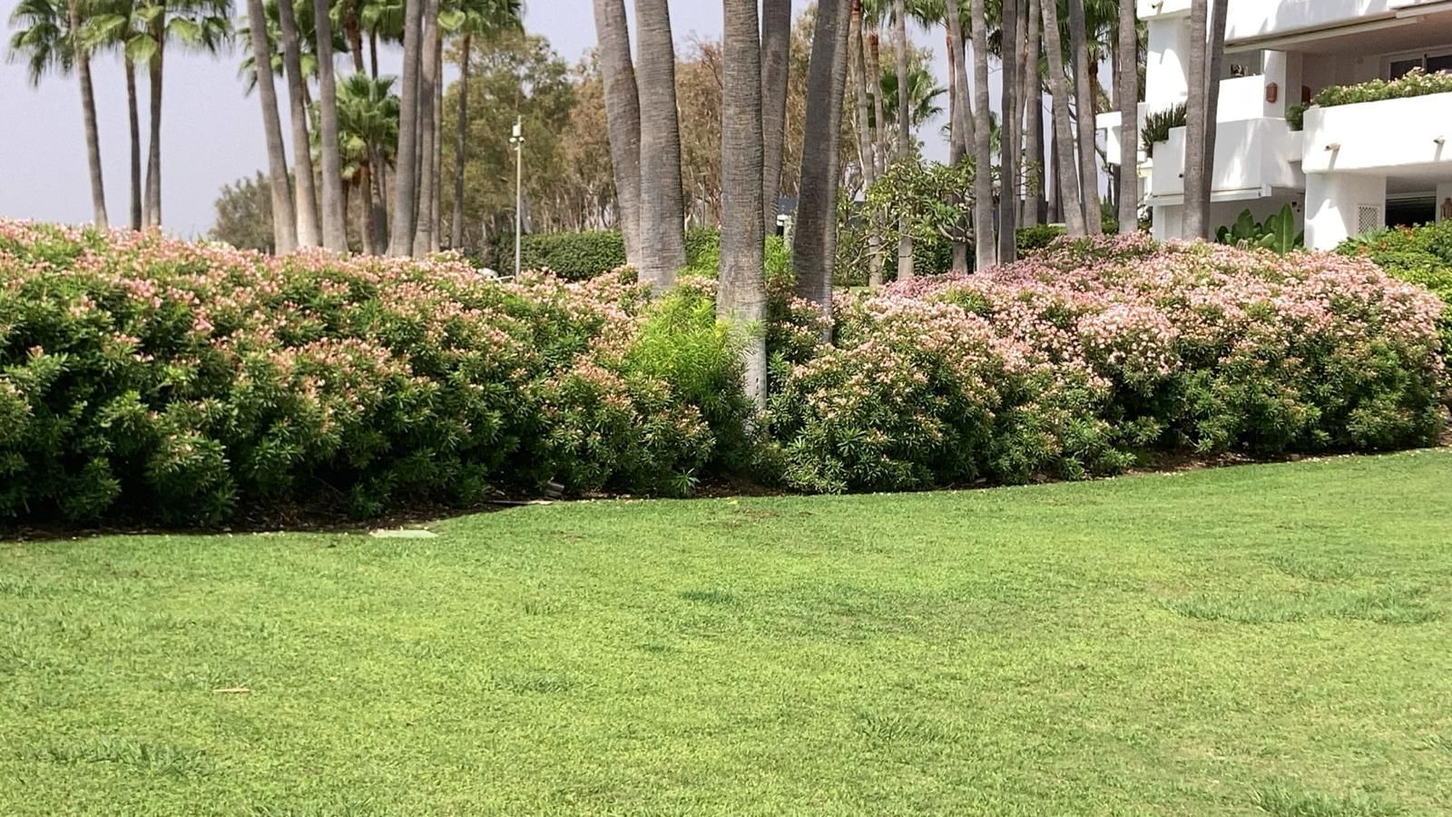 Césped verde con arbustos en flor y palmeras altas al fondo.
