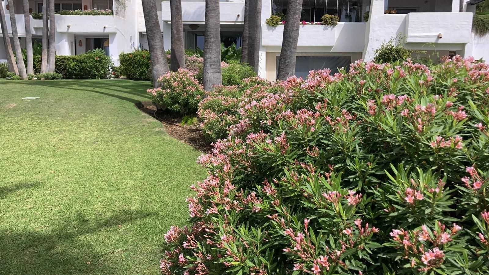 Un exuberante césped verde se extiende hasta arbustos de flores rosadas y un edificio blanco. Palmeras al fondo.
