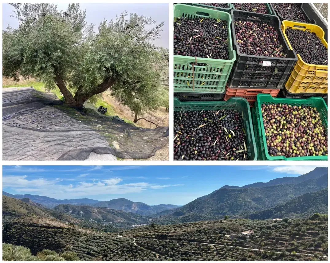 Olive trees at our finca in Los Guájares, source of the organic extra virgin olive oil offered at Casa La Granada