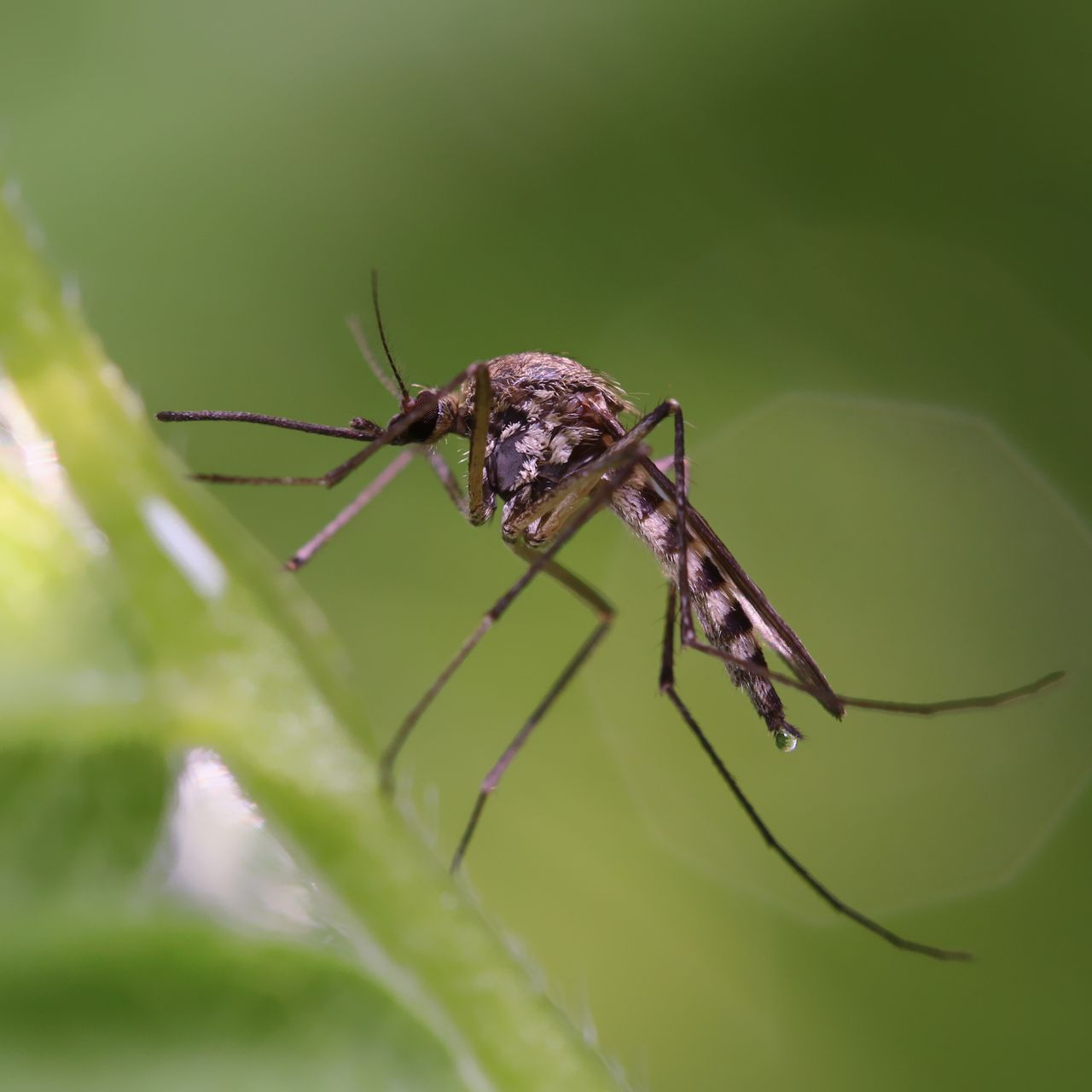 Moustique sur une plante verte, longues pattes, abdomen rayé, ailes transparentes.