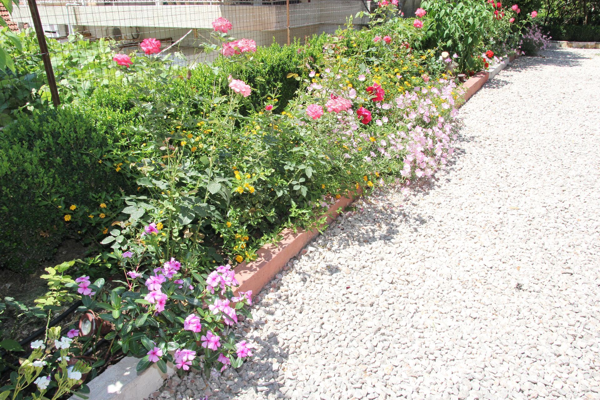 Παρτέρι με διάφορα ροζ και κόκκινα τριαντάφυλλα δίπλα σε ένα χαλικόστρωτο μονοπάτι, στρωμένο με τούβλα.