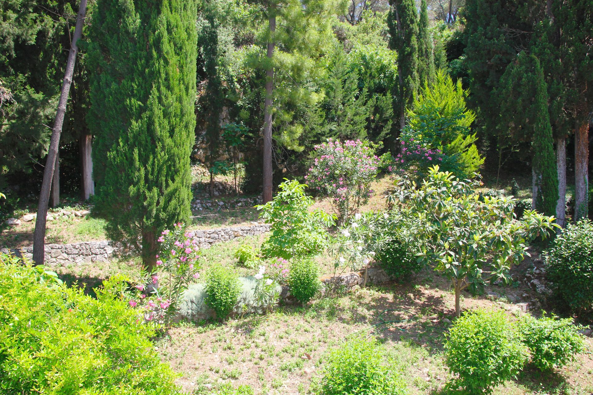 Πράσινα δέντρα και θάμνοι σε ένα ηλιόλουστο εξωτερικό περιβάλλον με νότες πέτρινου τοίχου.