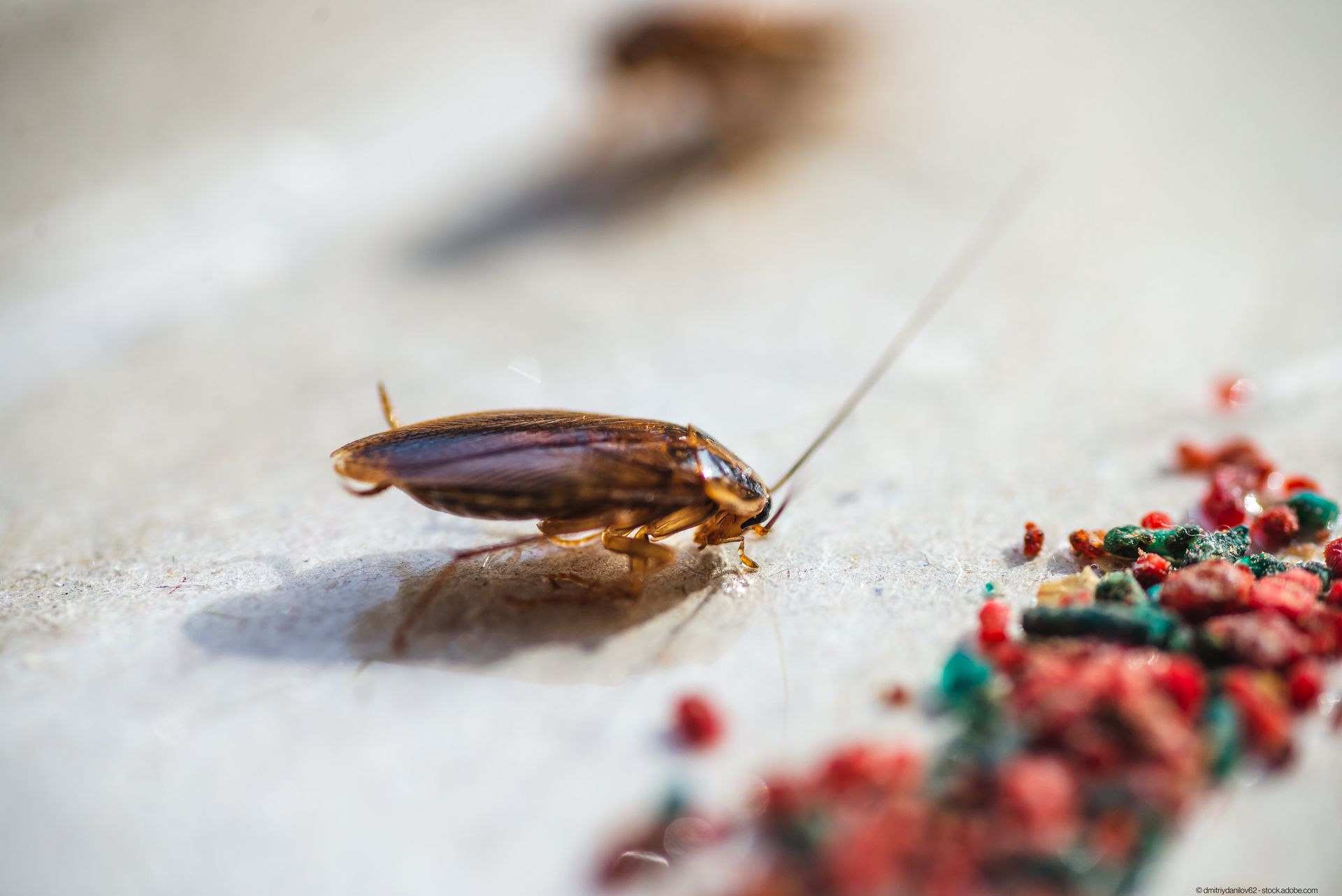 Kakerlaken kriechen in eine Falle mit Köder.