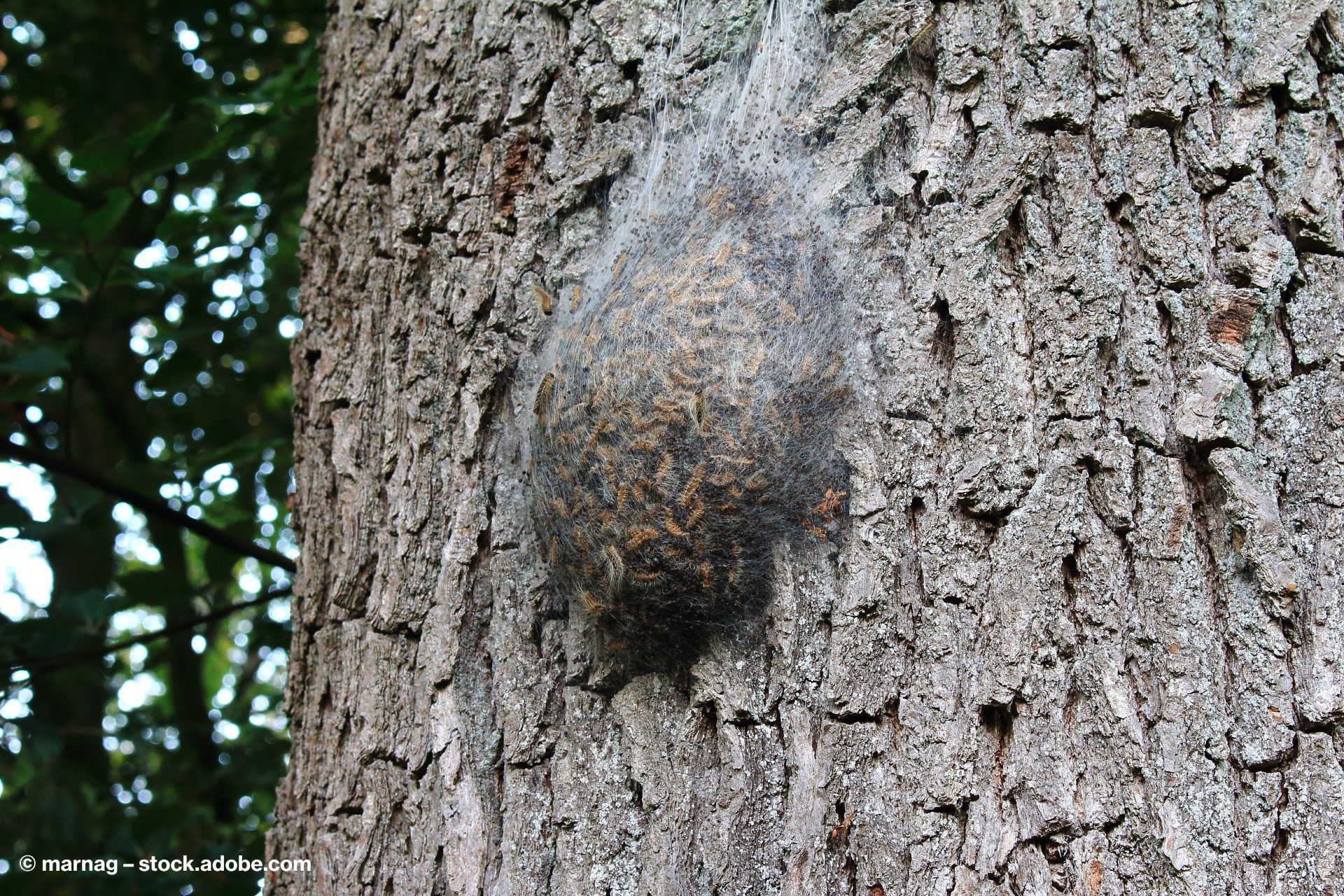 Eichenprozessionsspinner Nest an dem Baum