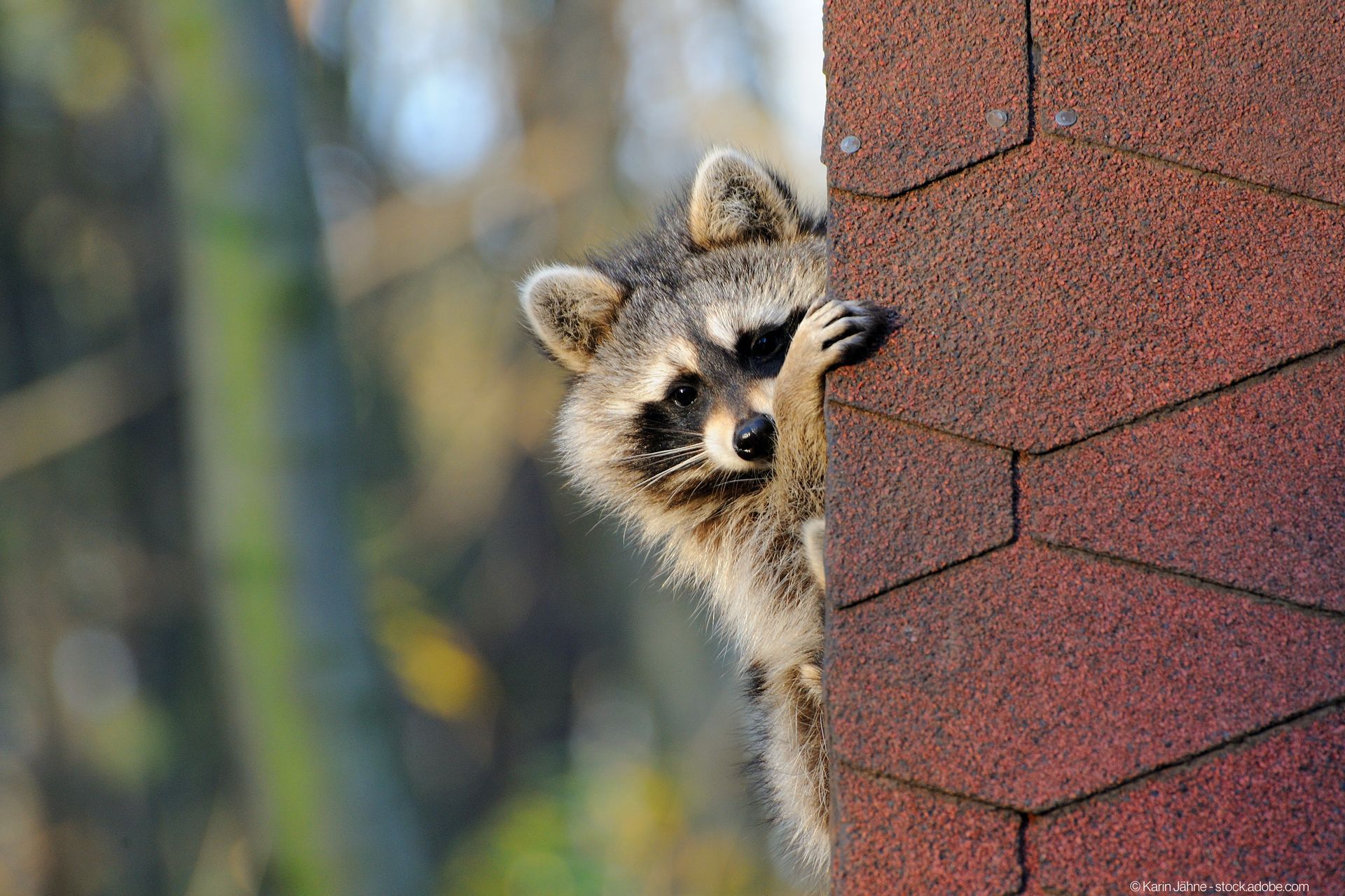 Waschbär auf dem Dach