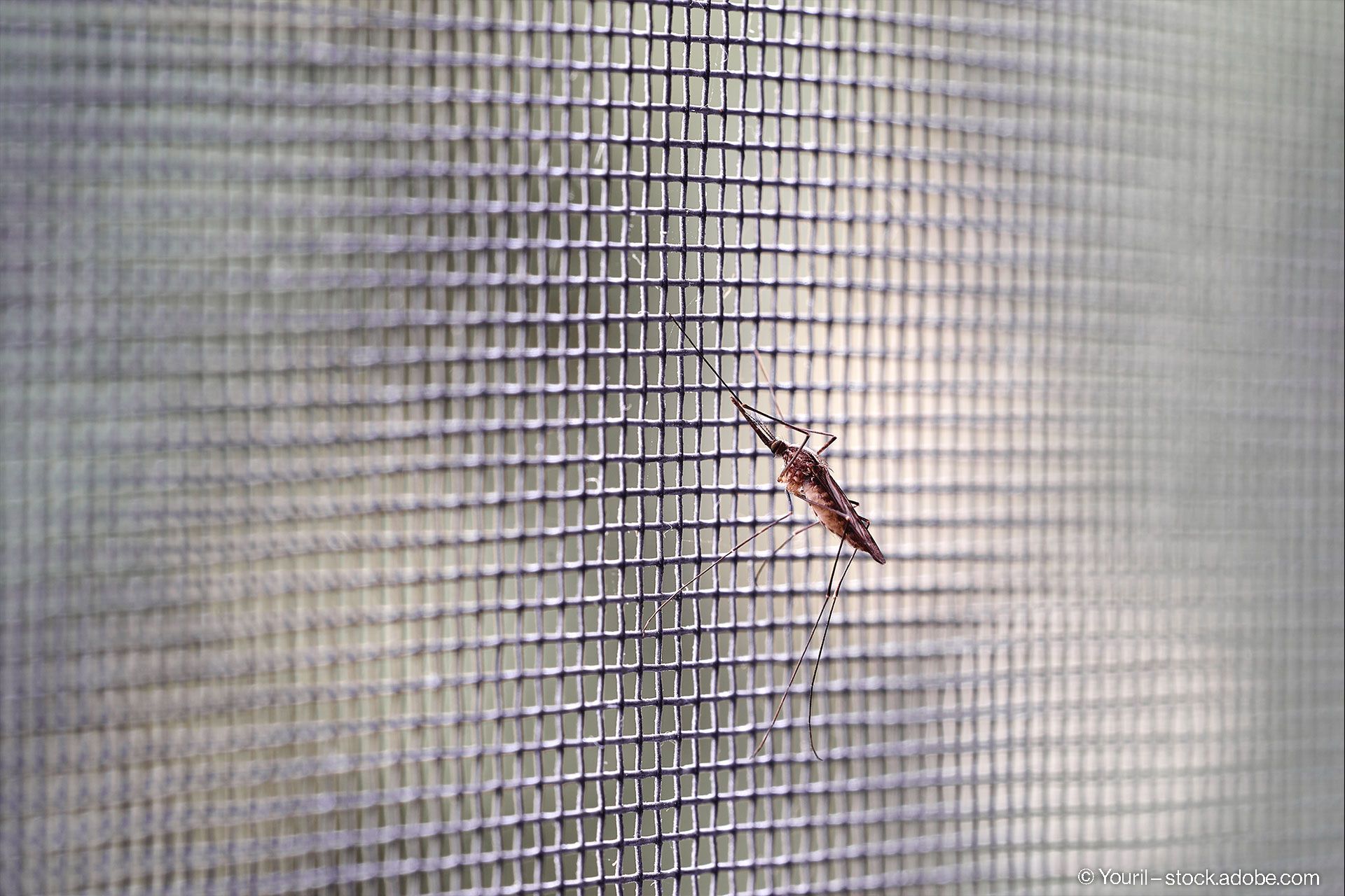 Fluginsekten & Insektenschutzgitter