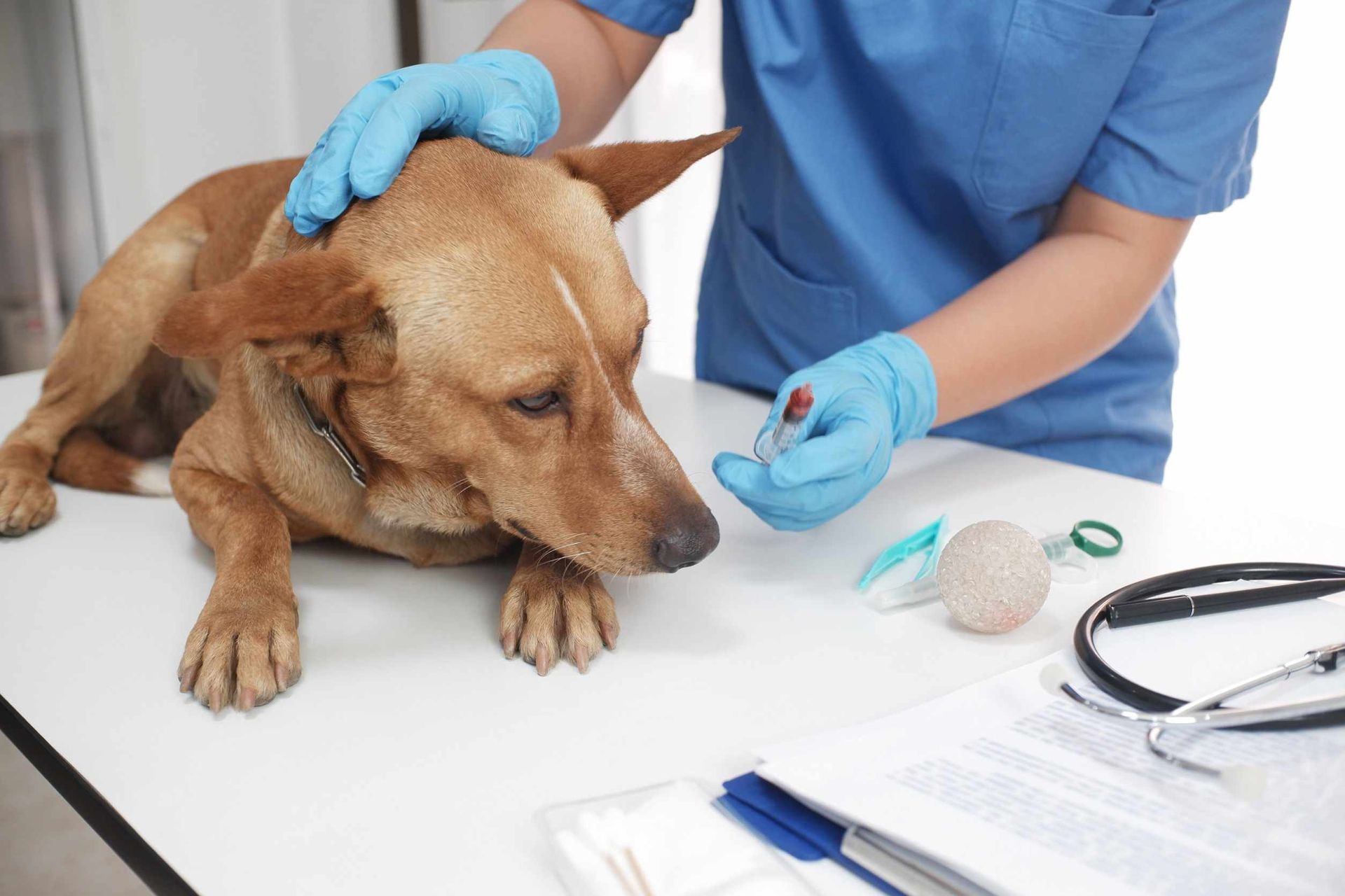 Un perro está acostado en una mesa mientras un veterinario lo examina.