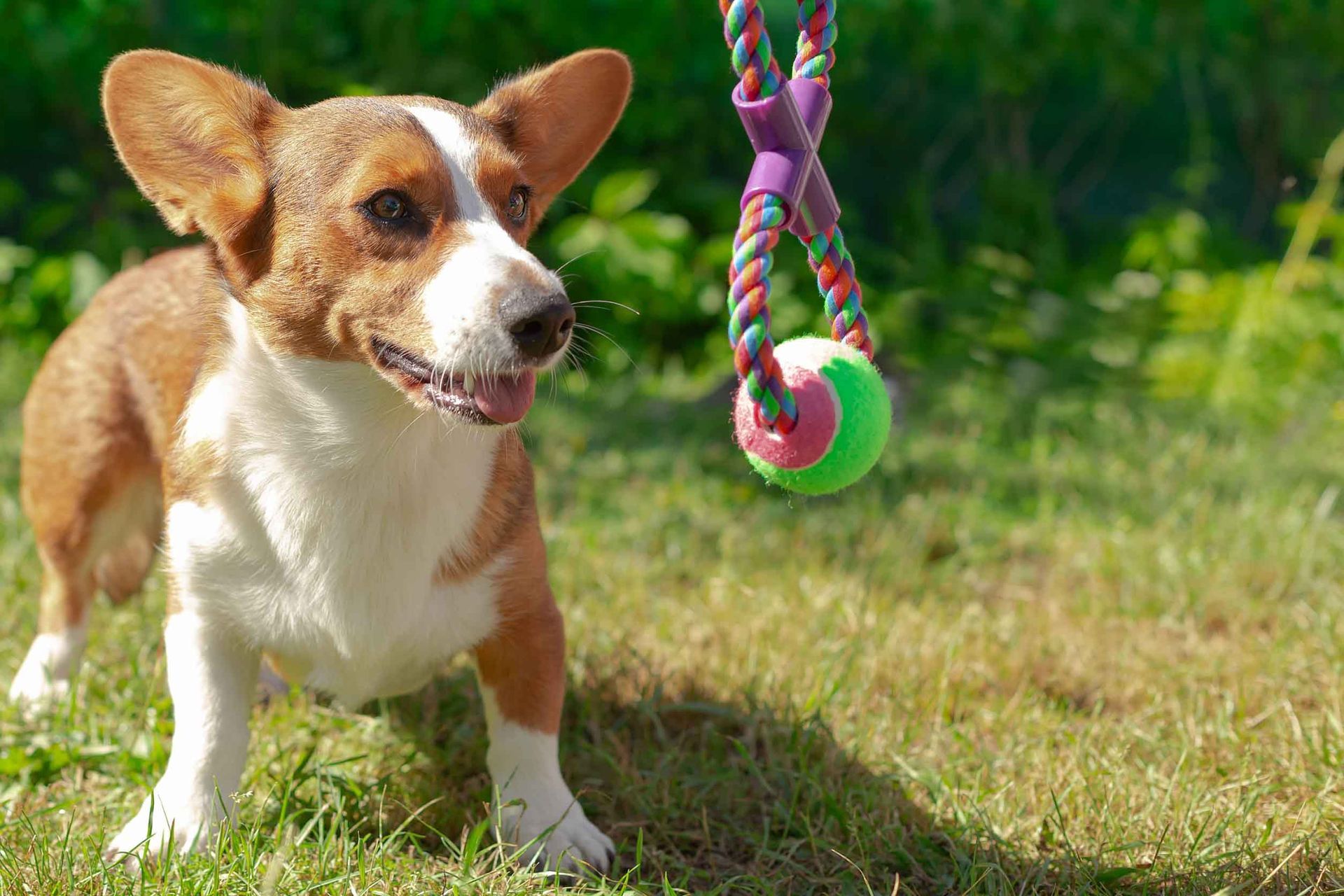 Un perro marrón y blanco está jugando con un juguete en el césped.