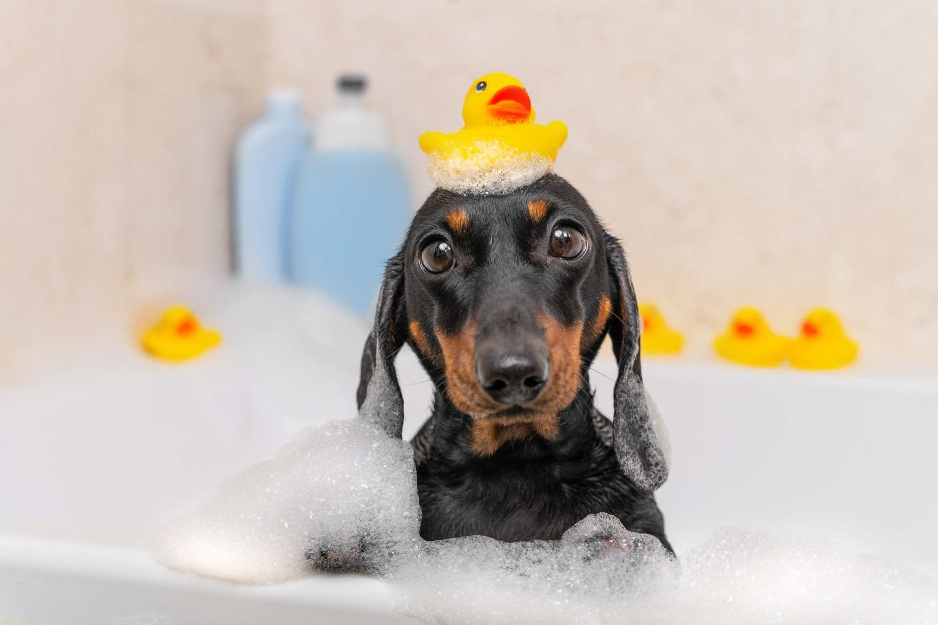 Un perro salchicha se está bañando con un patito de goma en la cabeza.