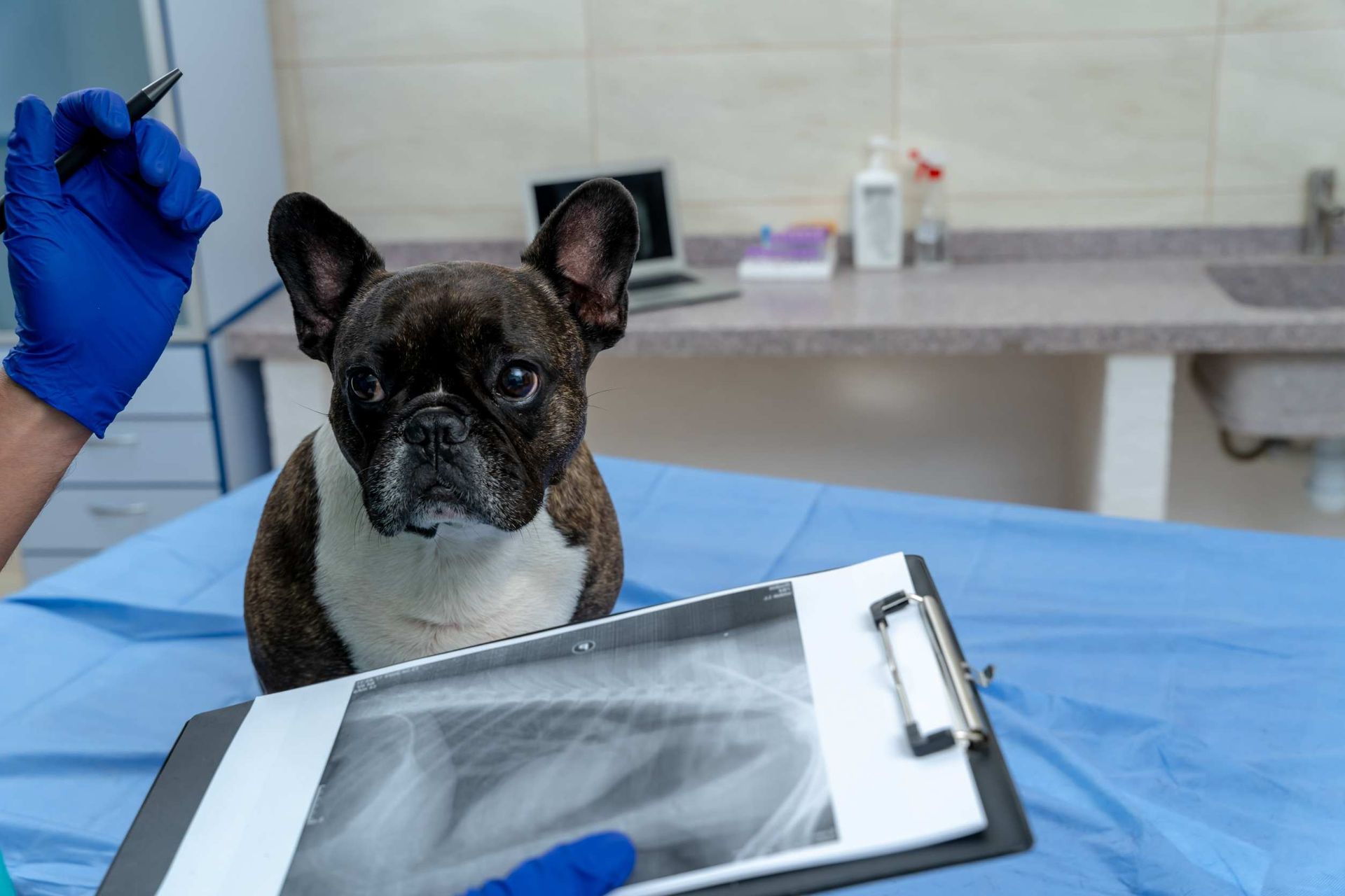 Un perro está sentado en una mesa mientras un veterinario mira una radiografía.