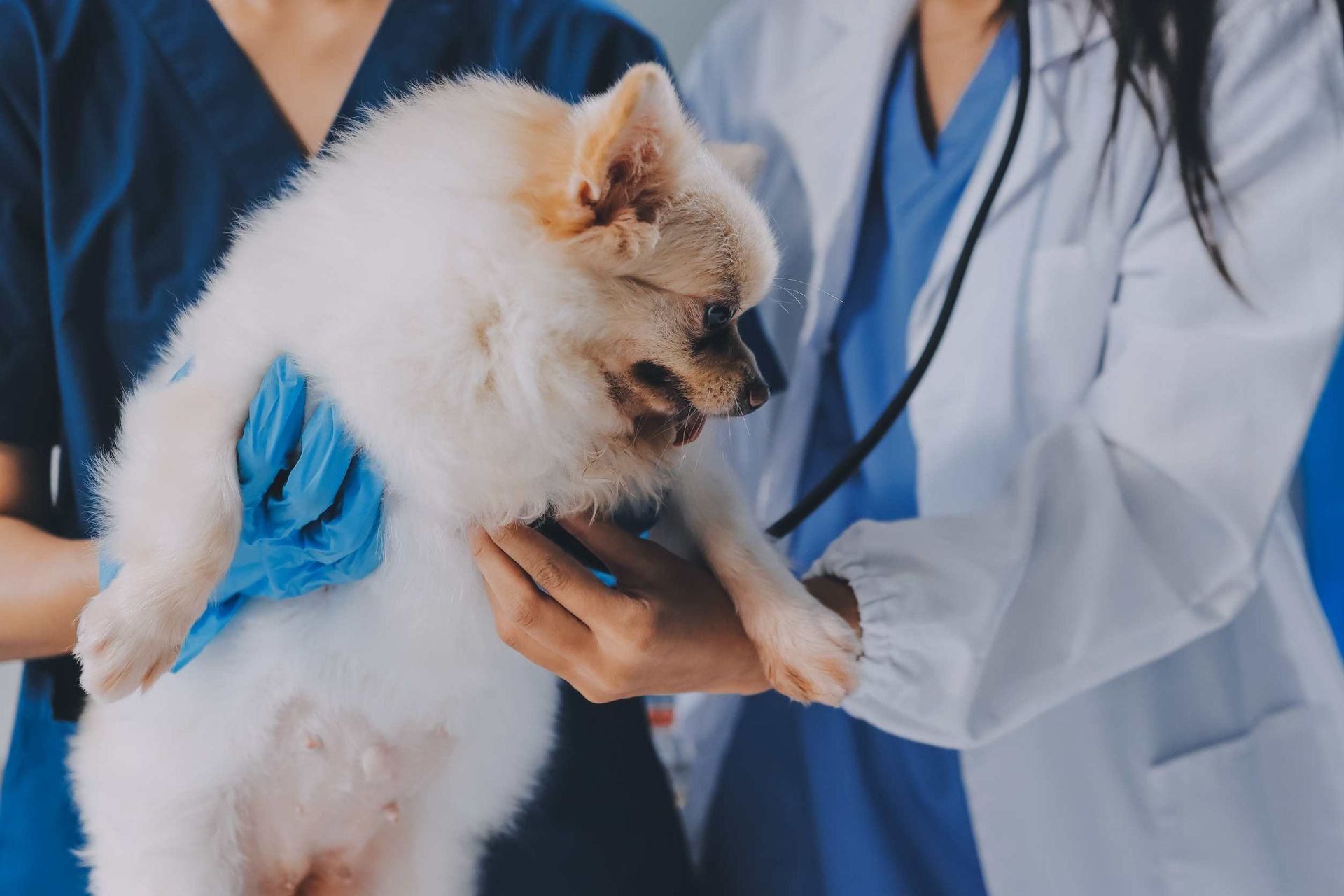 Un veterinario está examinando un pequeño perro blanco con un estetoscopio.