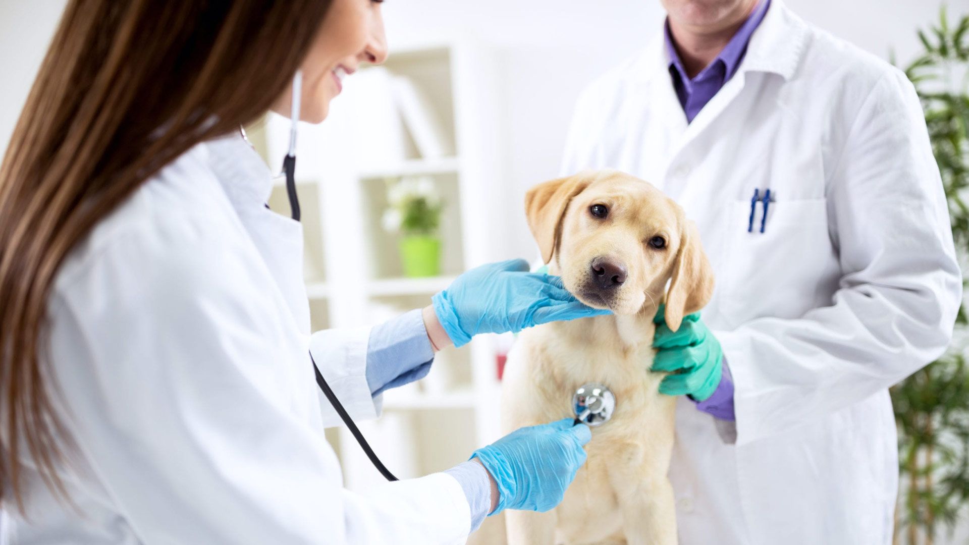 Una veterinaria está examinando a un perro con un estetoscopio.